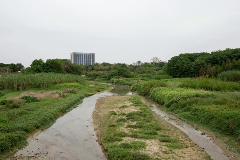 a river with several tracks next to a grassy field