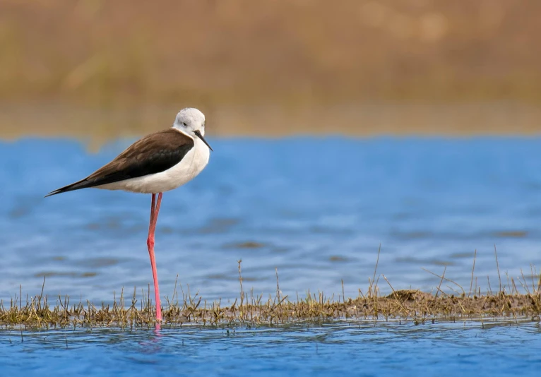 a small white bird standing on top of grass