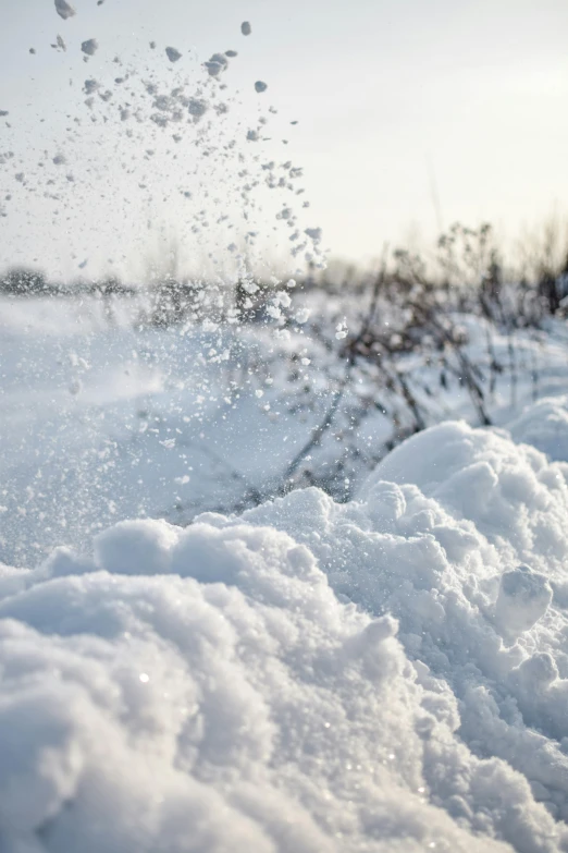 some snow water and plants in the background