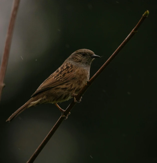 the small bird is sitting on the nch of a tree