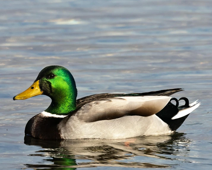 a green and black duck floating on top of water