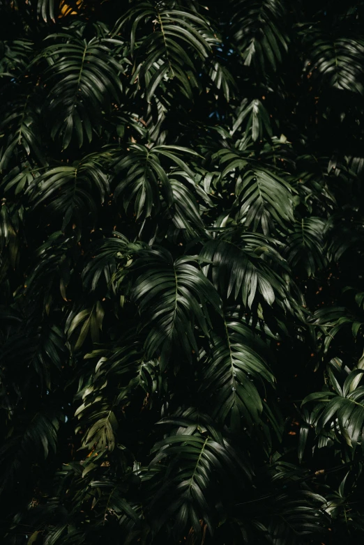 several large trees are pictured, one is evergreen