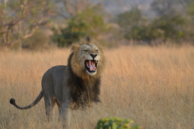 there is a adult male lion roaring in the wild