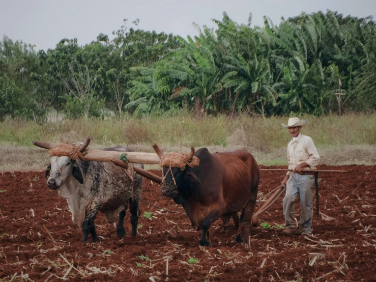 a man plowing his field with two oxen