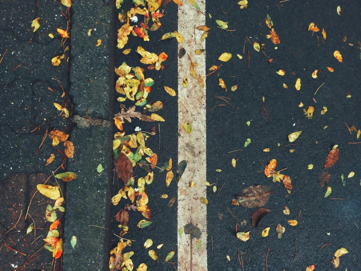 fall leaves on asphalt with a white double lane