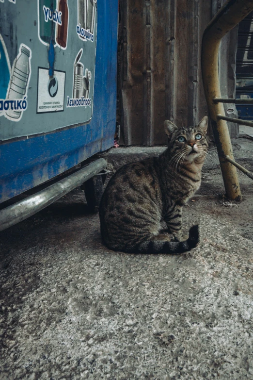 a striped cat is under a vehicle with graffiti