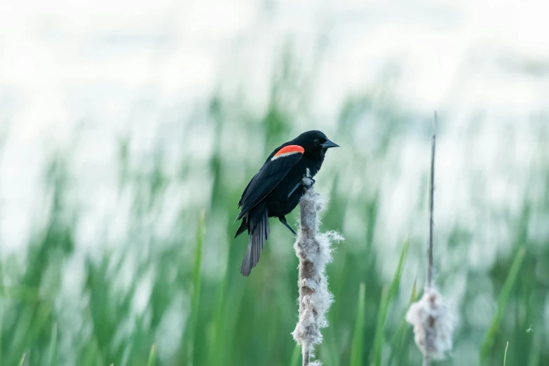 a bird with red beak sits on a small nch