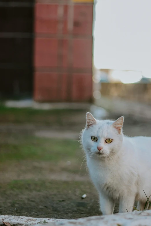 an adorable white cat with yellow eyes standing in the dirt