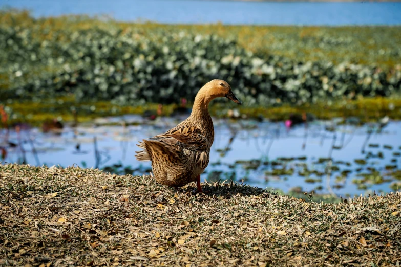 a duck walks on some grass near the water