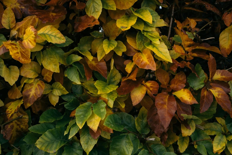 this image depicts a plant with yellow leaves