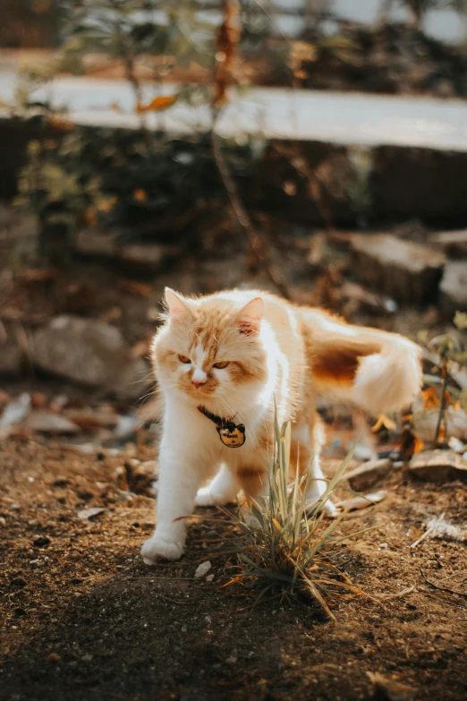 an orange and white cat looking into the distance