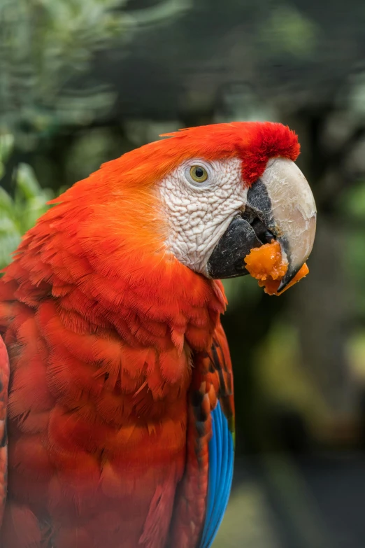 a parrot is sitting on top of a nch