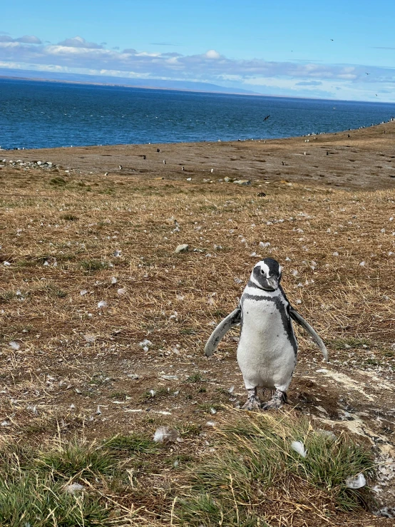 a penguin standing on top of a grass covered field