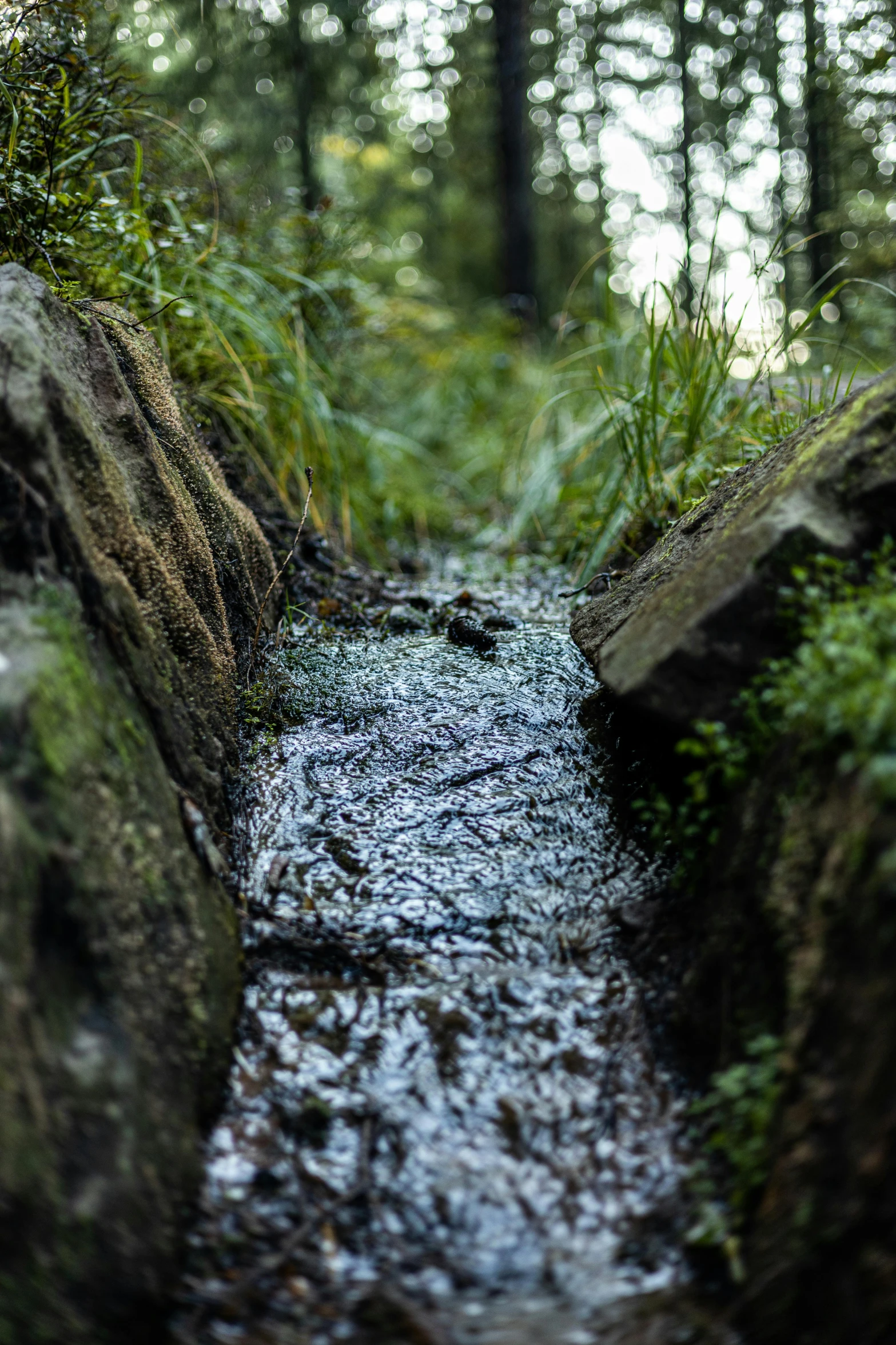 a stream that flows among some rocks and green plants