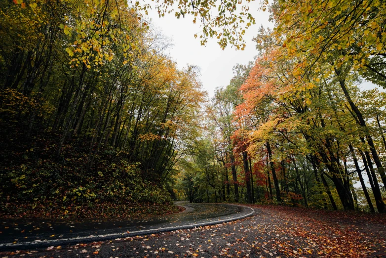 a paved road surrounded by tall trees during the fall