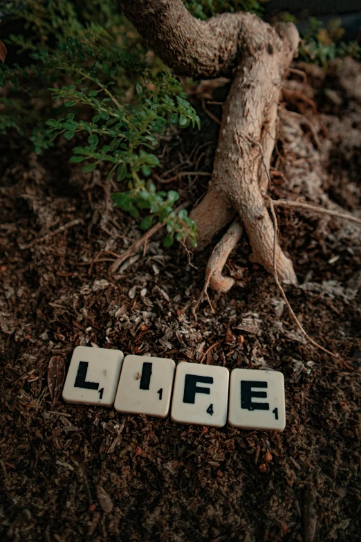 a piece of wood sitting on top of the ground next to a tree