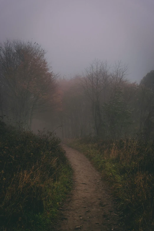 the path in the forest is very dark and foggy