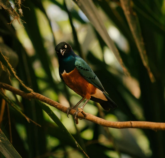 a colorful bird sits on the nch of a tree