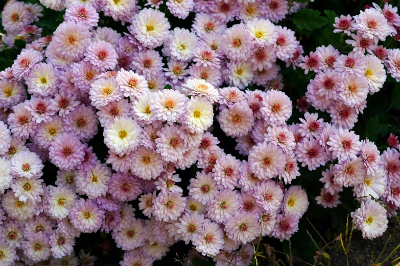 a close up view of some flowers growing