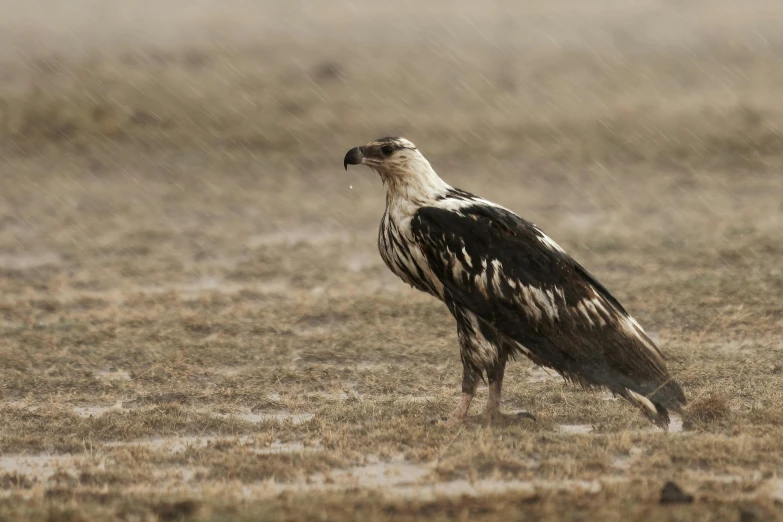 a large bird standing on top of a dry grass field