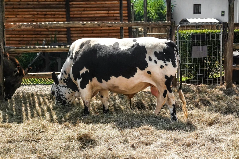 black and white cow in a farm pen eating hay