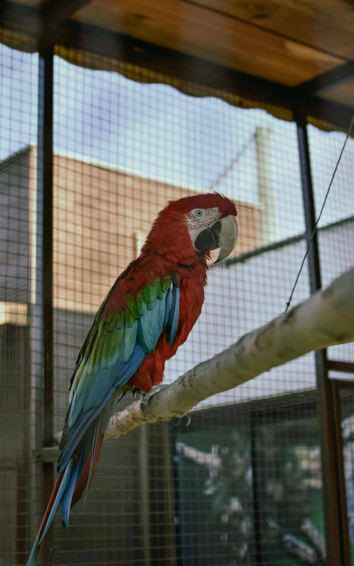 an orange and green parrot perched on a tree nch