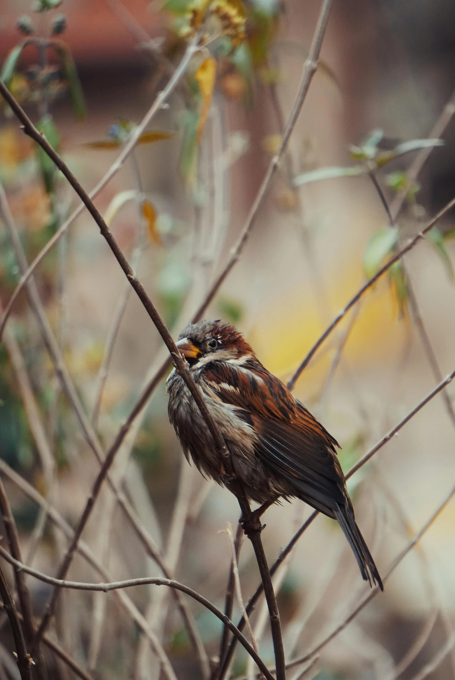 two birds are sitting in the nches of tree