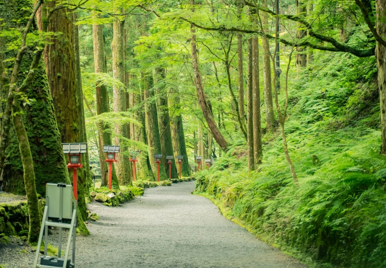 a road going into the woods with green trees on both sides