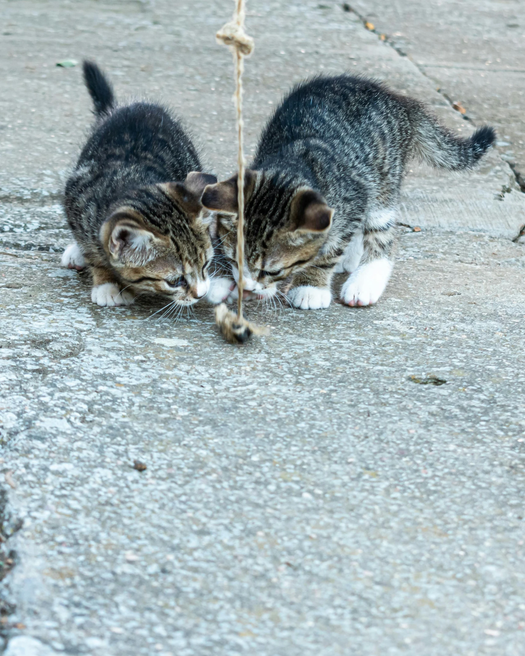 two kittens play with a tiny thread on the pavement