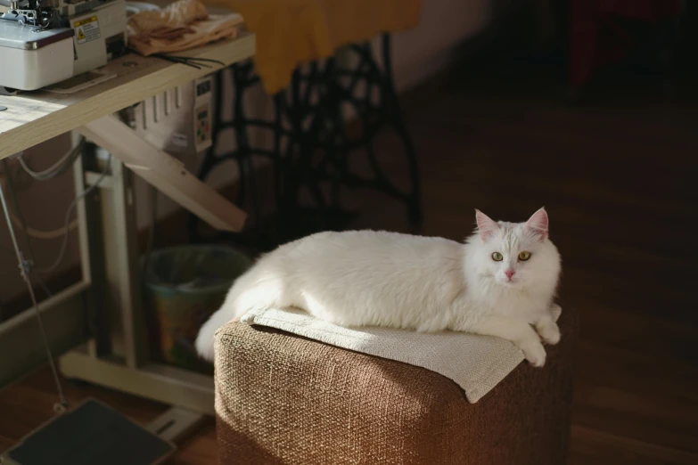 a white cat is sitting on a cushion