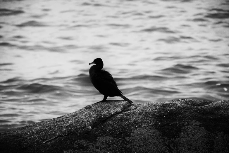 a bird is standing on top of a rock