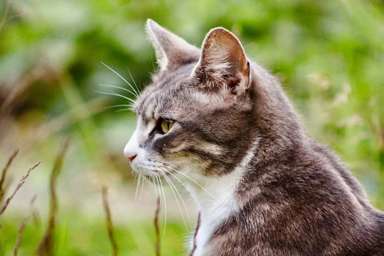 a cat is staring straight ahead while sitting in some vegetation