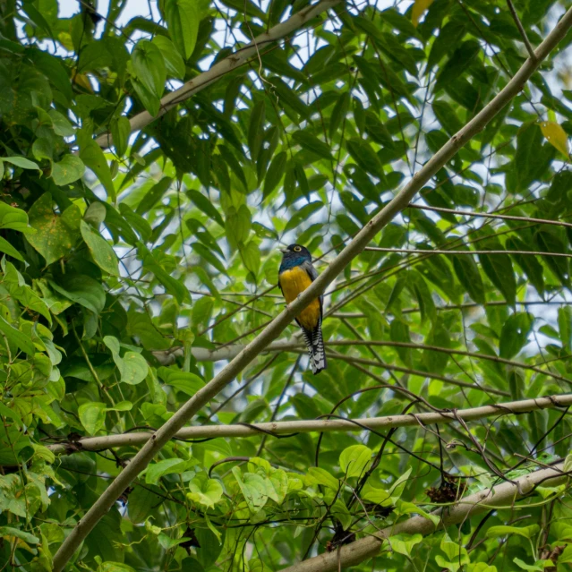 a small colorful bird sitting on top of a nch