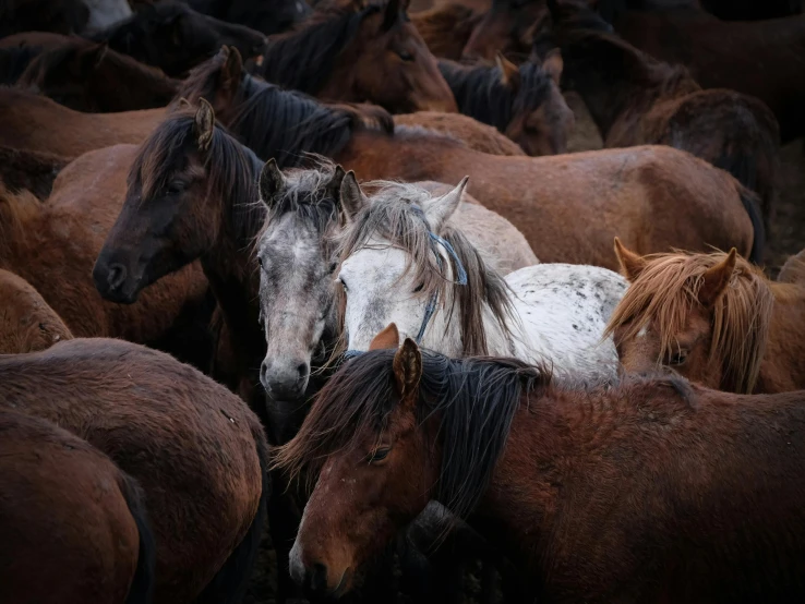 a large group of horses huddled up together