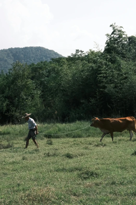 the two animals are playing with the person in the field