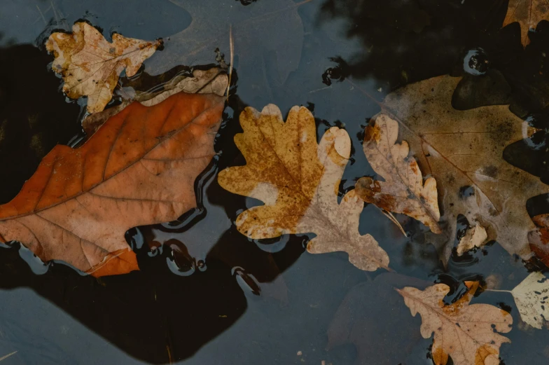 an autumnal leaf floating in a body of water
