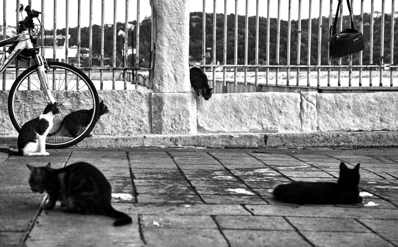 black and white image with cats, bicycle, and a street sign