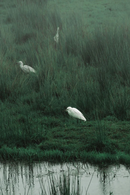 there are some birds standing in the grass