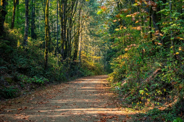 a dirt road with several trees on the sides