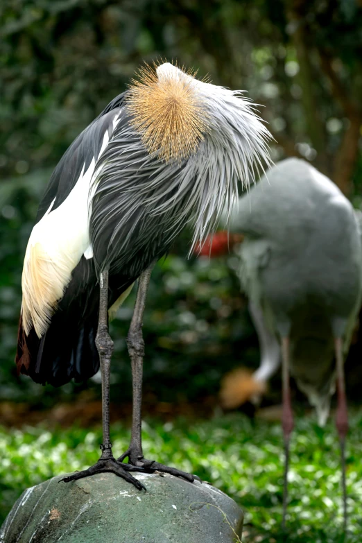 two birds with very long, curved legs are standing on the rocks