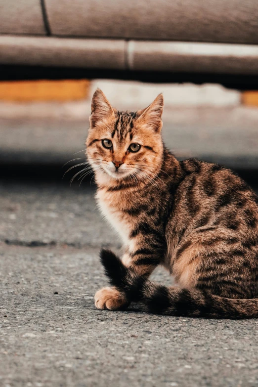 a cat sitting on the ground next to a car