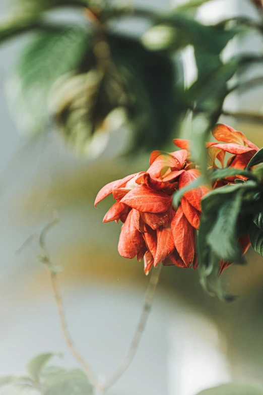 a flower with some leaves and water