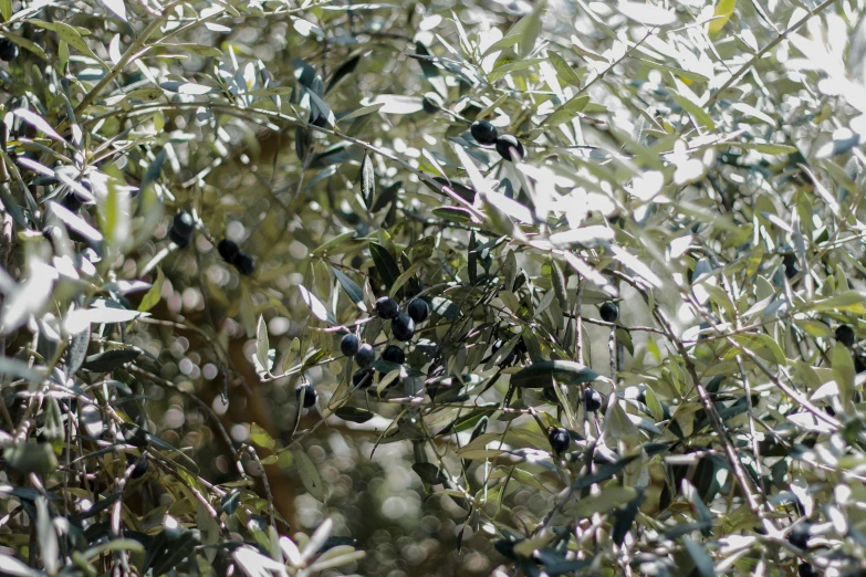 some trees with lots of leaves and stems