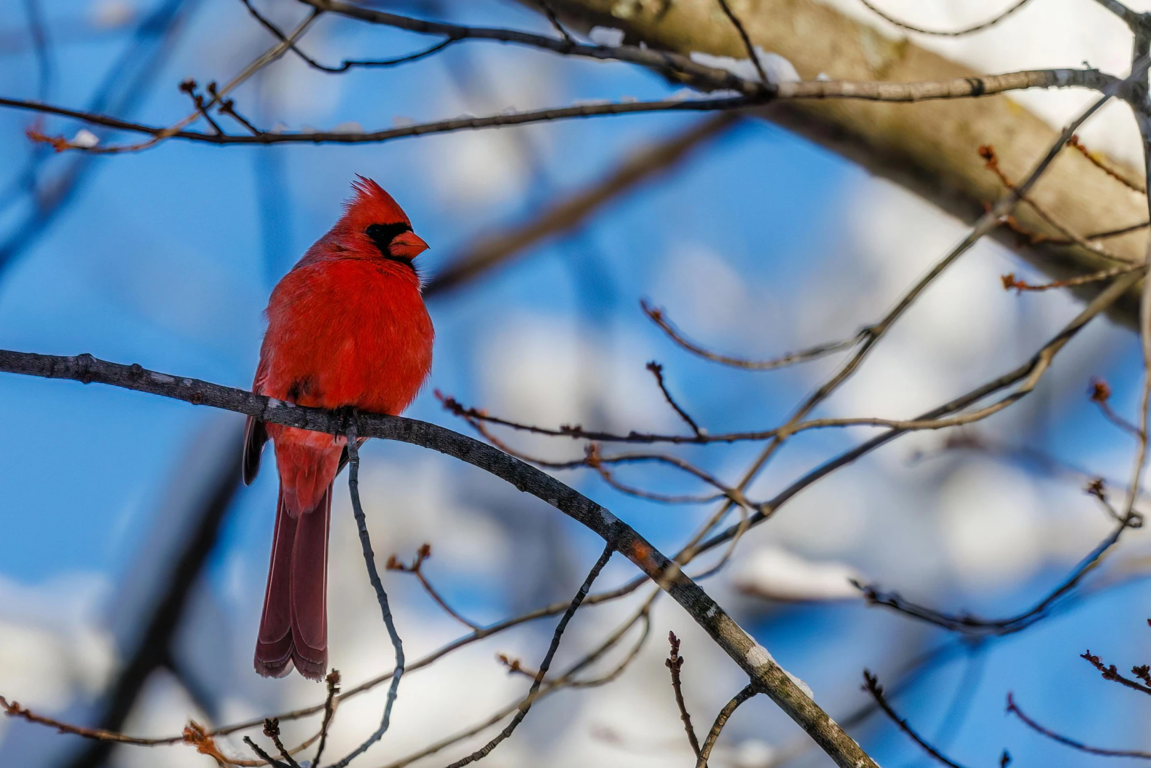 a red cardinal perched on the side of a nch