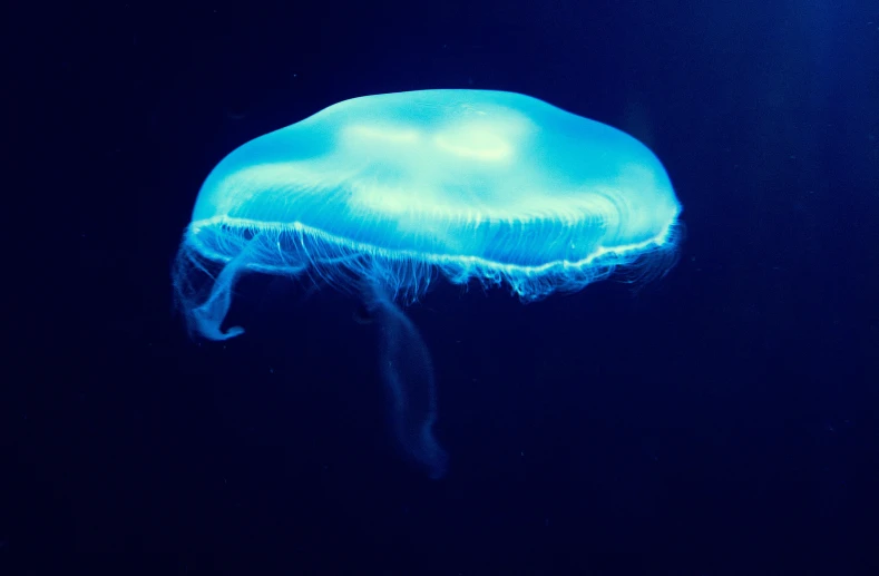 blue jellyfish floats through a deep blue sea