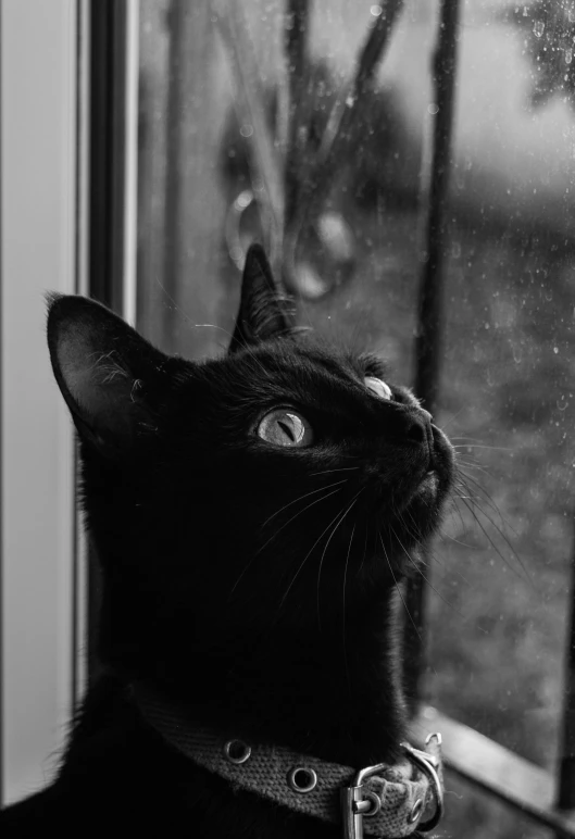 a black cat looking out the window of its home