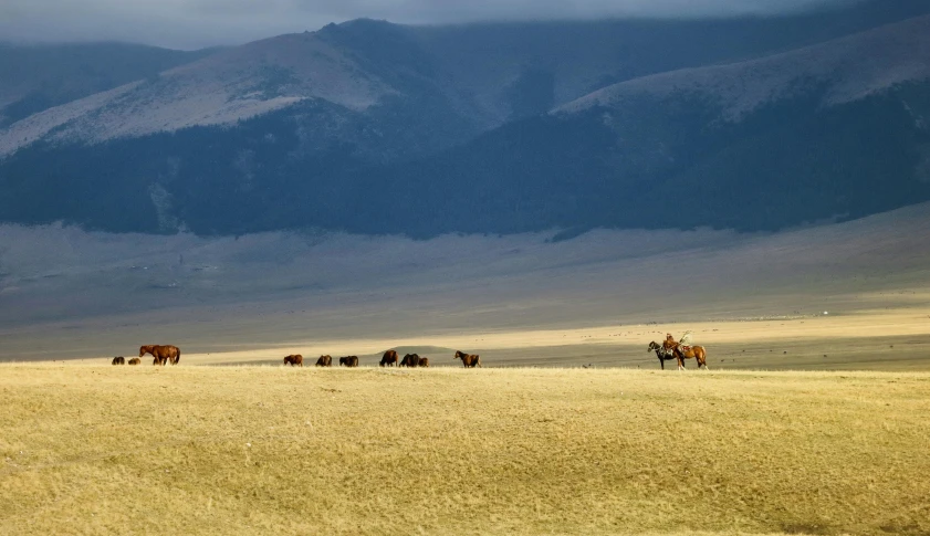 a group of wild animals in the middle of the plains