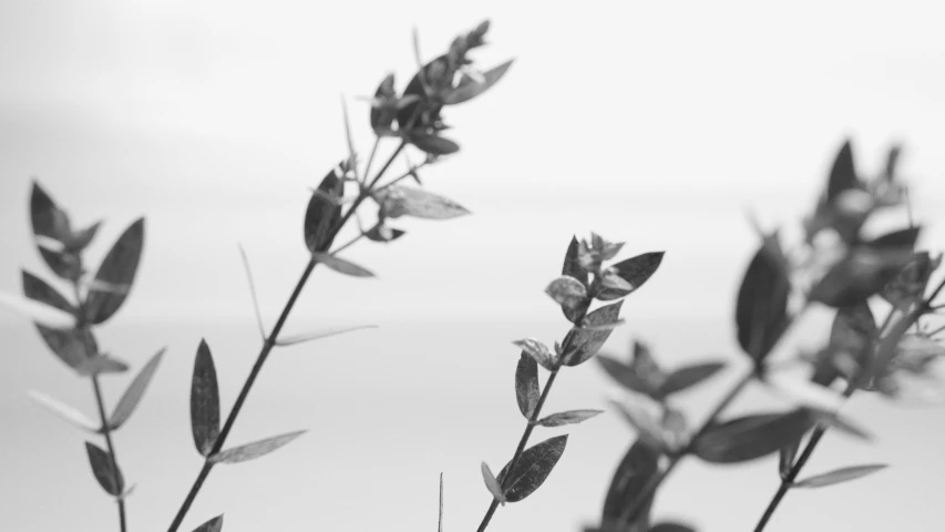 leaves of plant in foreground with sea in background