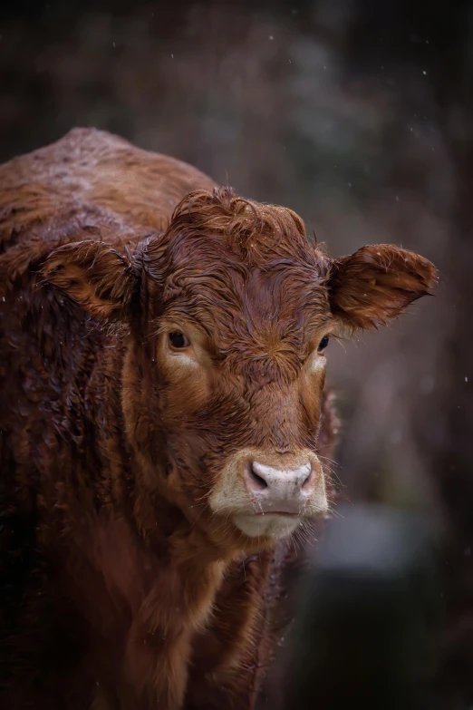 a brown cow with a yellow eye and black spot on its ear