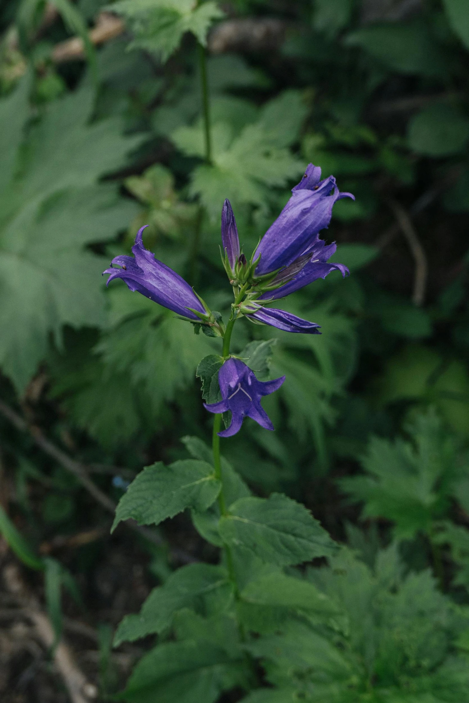 blue flower next to a green plant in some grass